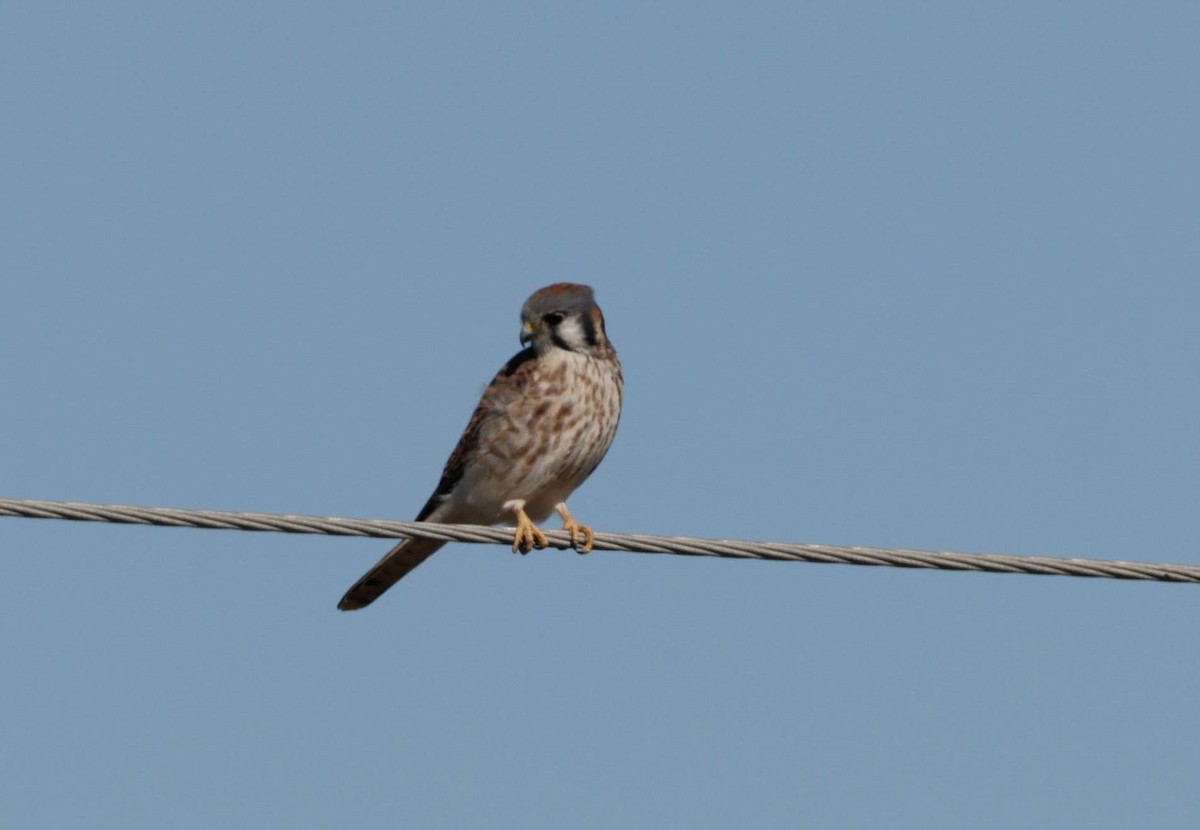 poštolka pestrá - ML647318915