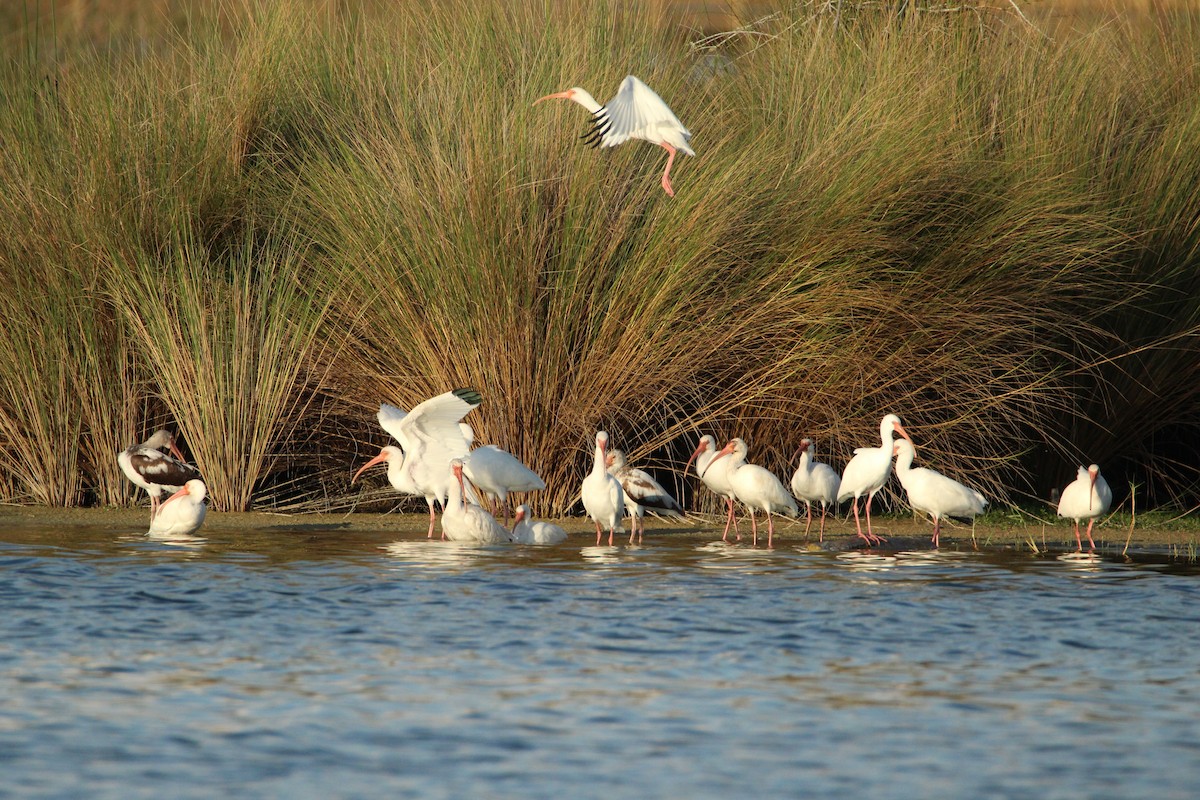 White Ibis - ML647318916
