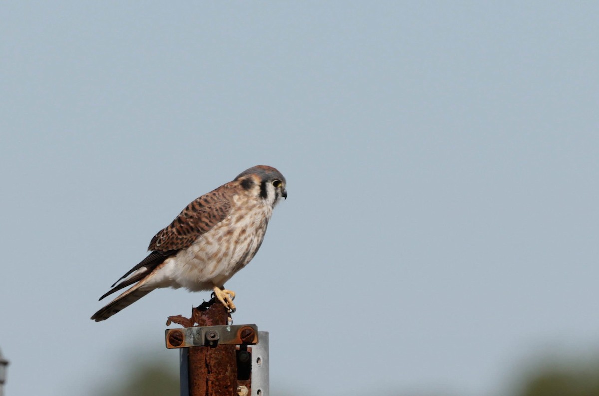 poštolka pestrá - ML647318919