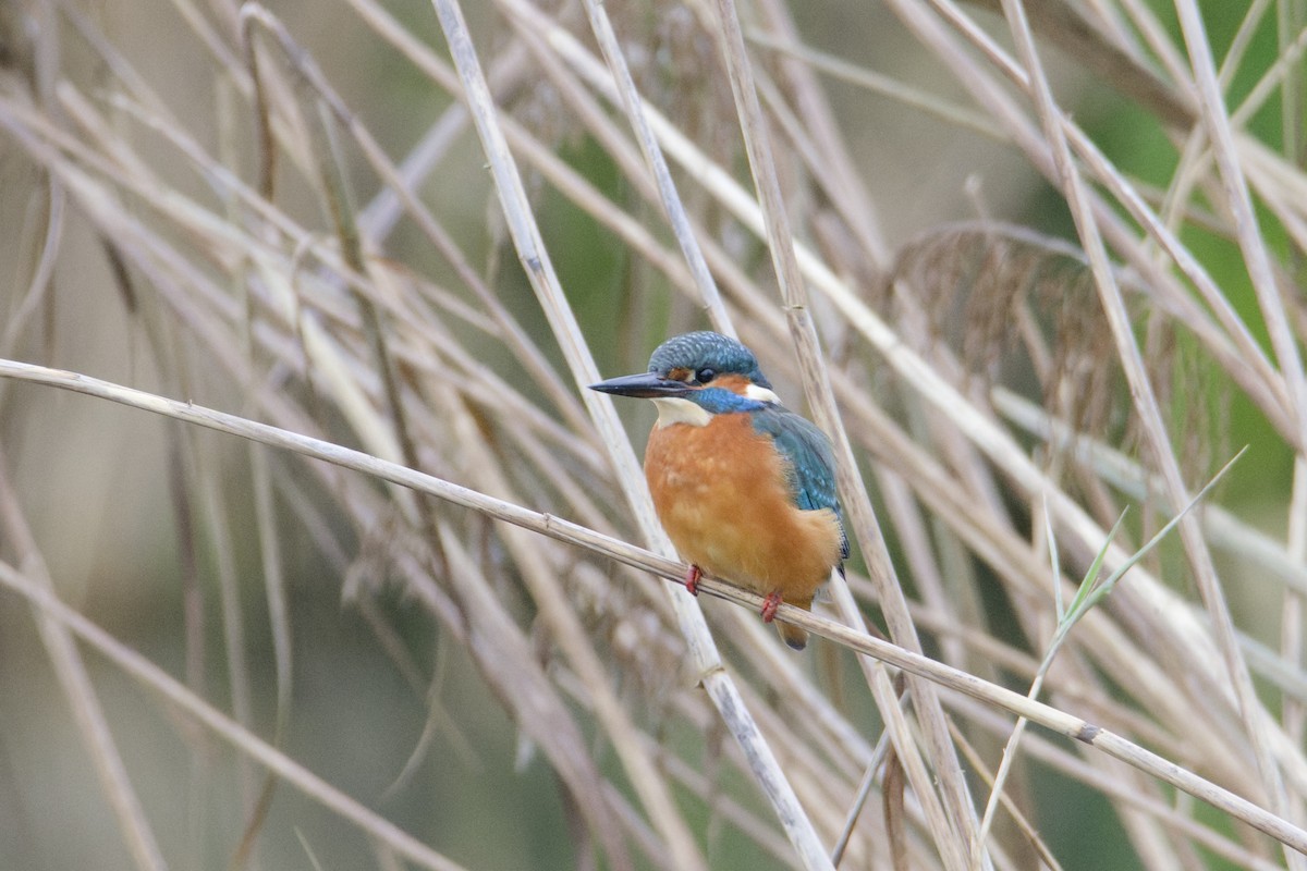 Common Kingfisher - ML647318926