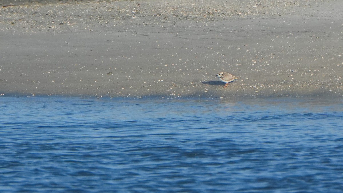 Flötenregenpfeifer - ML647318934