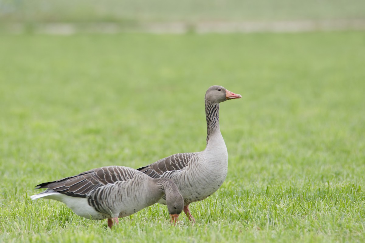 Graylag Goose - ML647318938