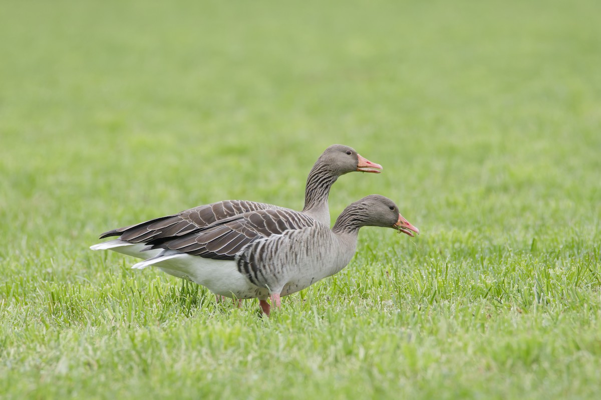 Graylag Goose - ML647318939