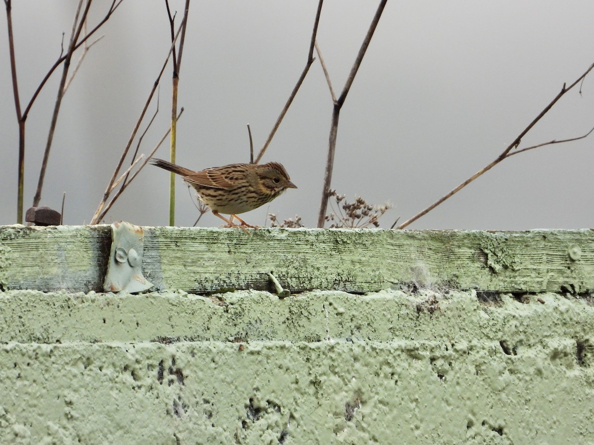 Lincoln's Sparrow - ML647318958