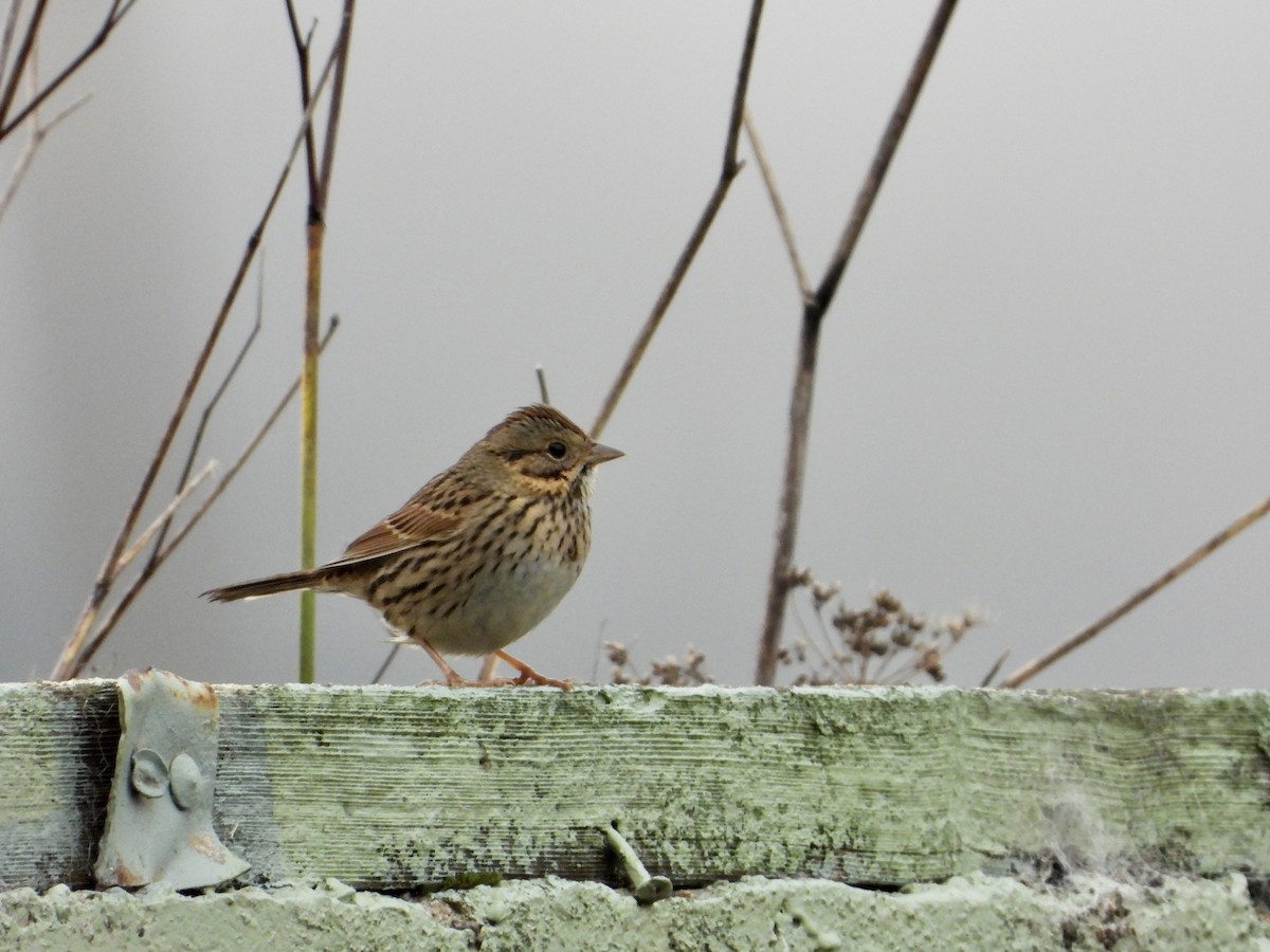 Lincoln's Sparrow - ML647318959