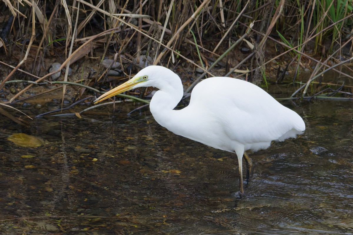 Silberreiher - ML647318974