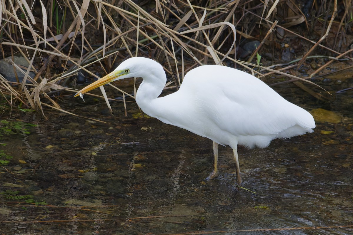 Silberreiher - ML647318975