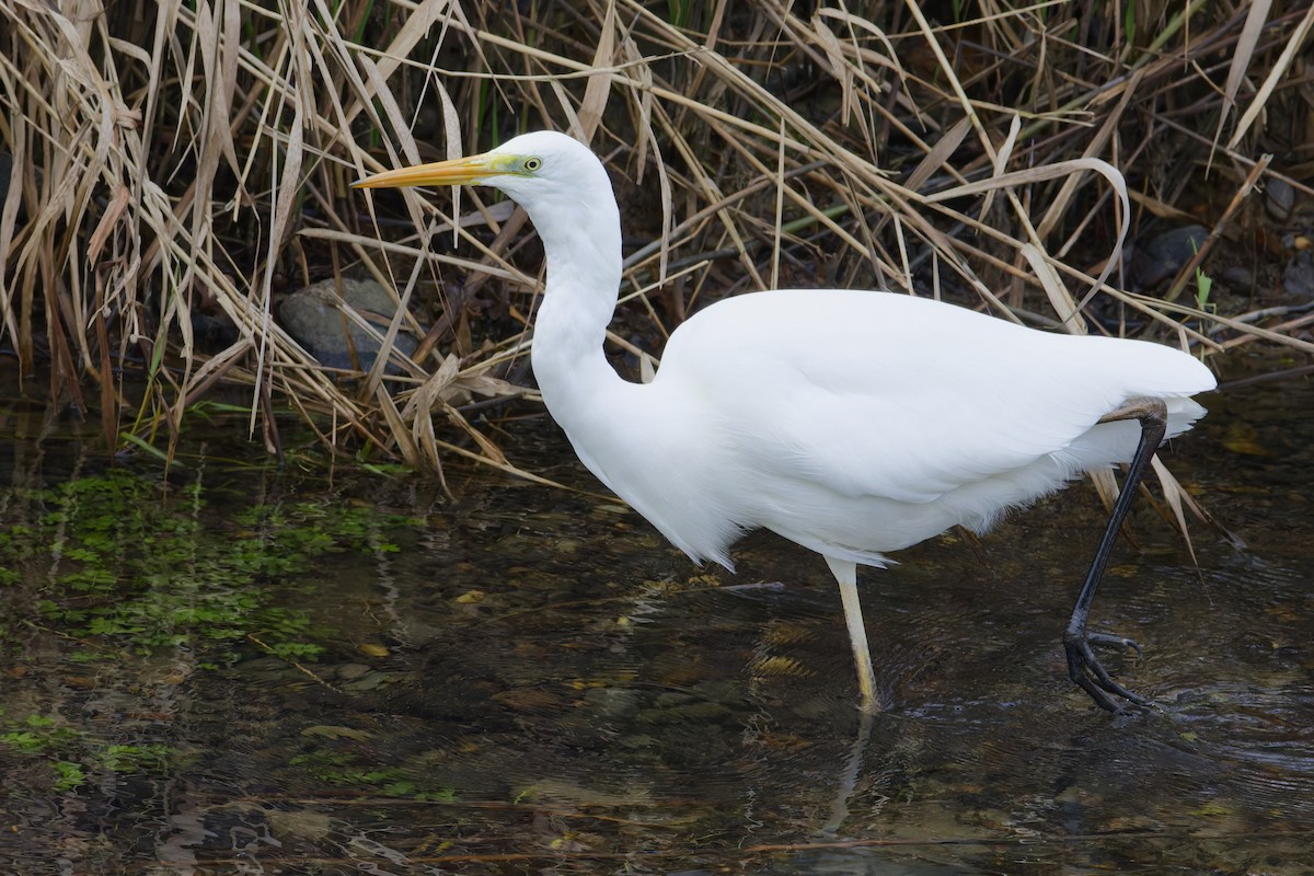 Silberreiher - ML647318976