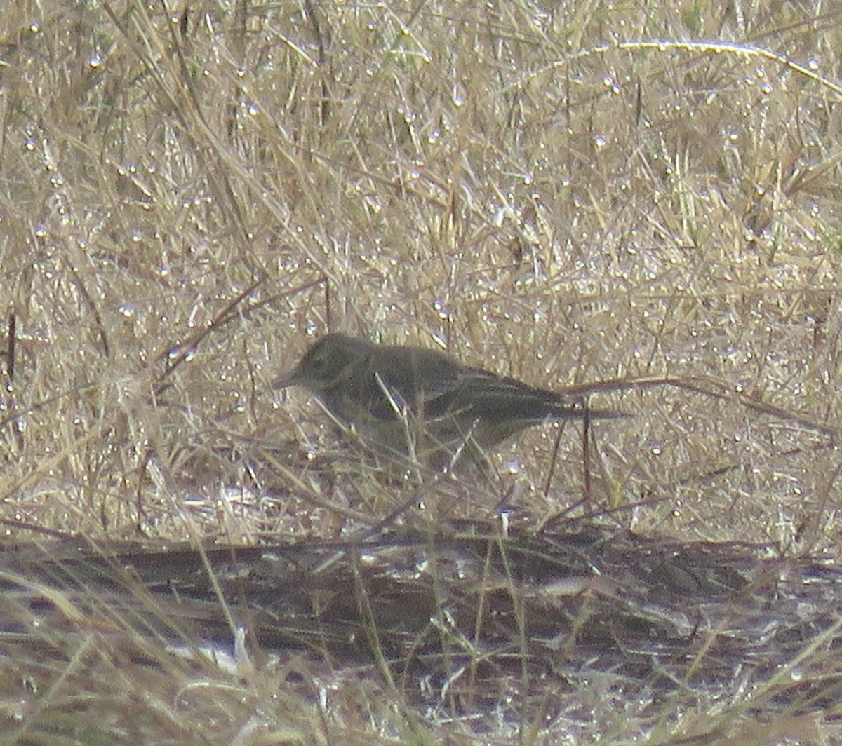 American Pipit - ML647319000
