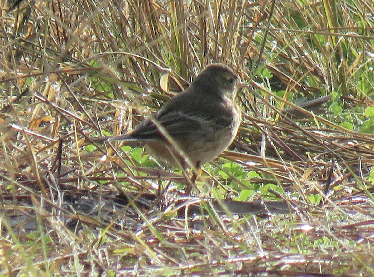 American Pipit - ML647319007