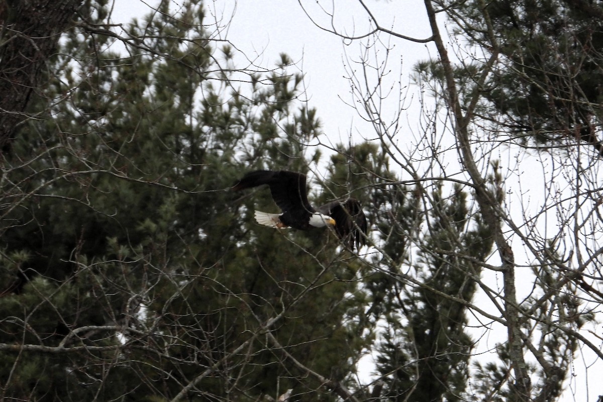 orel bělohlavý - ML647319008