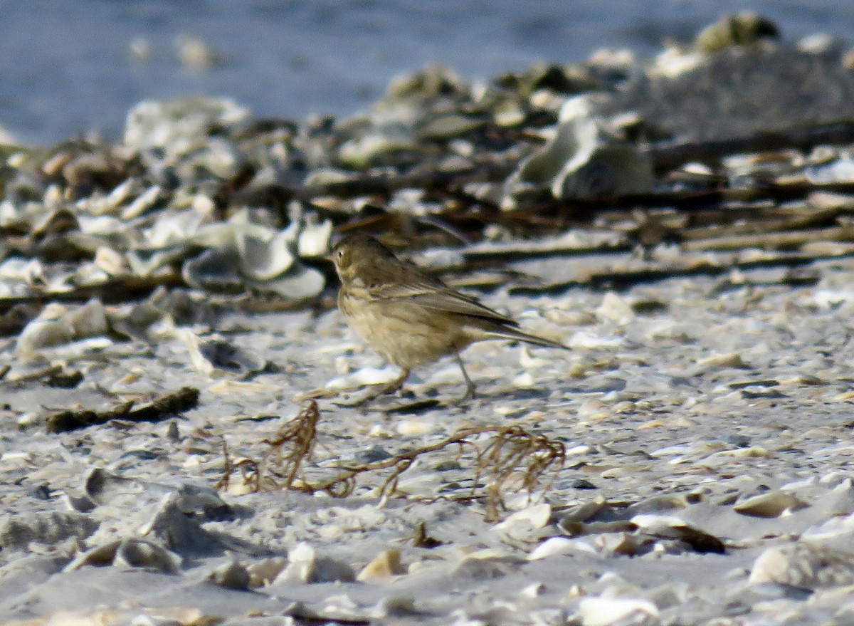 American Pipit - ML647319010