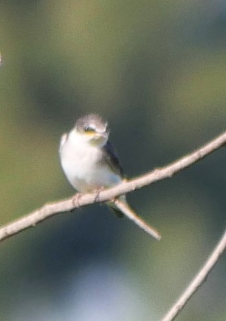 White-rumped Swallow - ML647319026