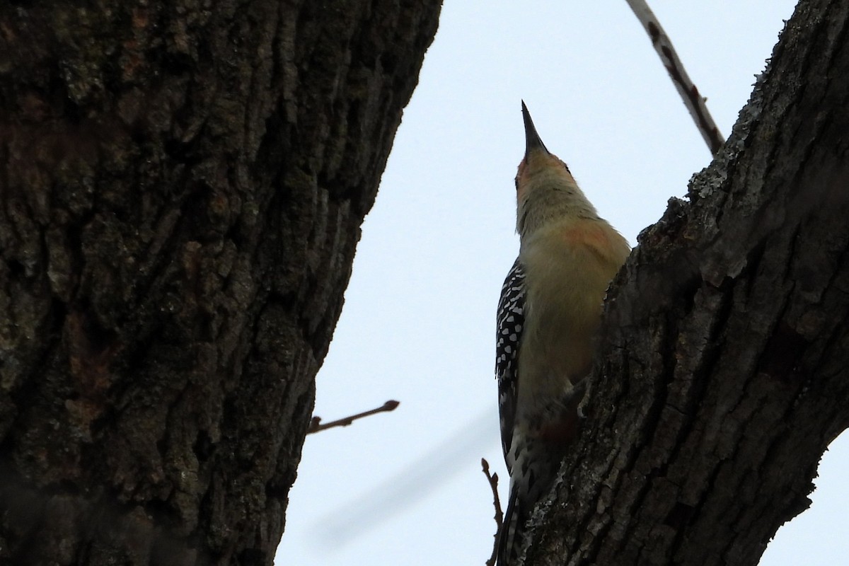 datel karolínský - ML647319036