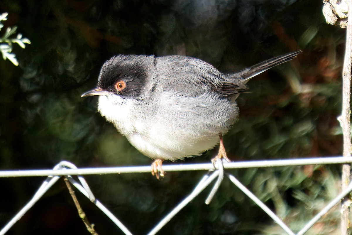 Samtkopf-Grasmücke - ML647319037