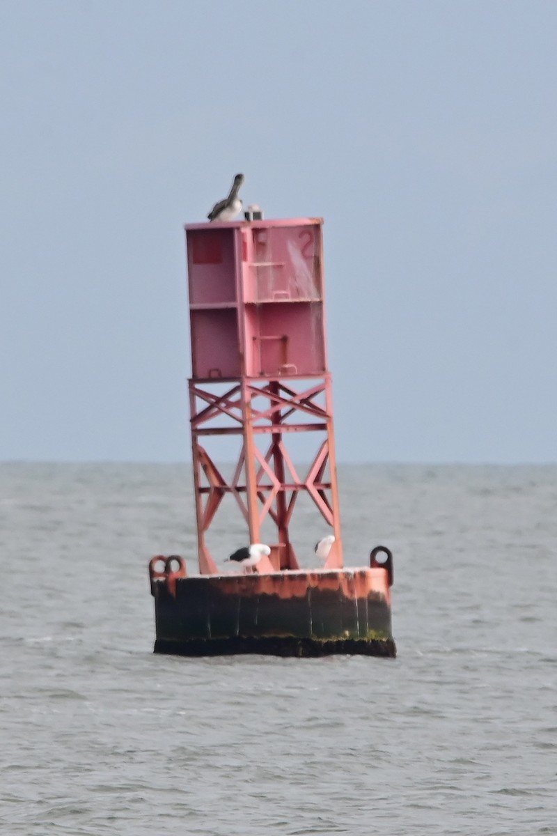 Brown Pelican - ML647319041