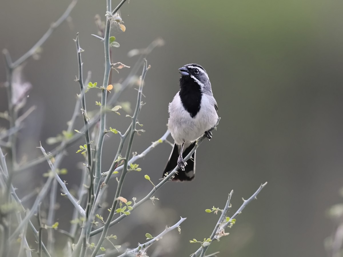 ノドグロヒメドリ - ML647319043