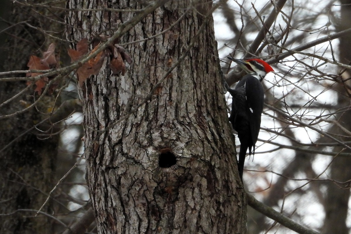 datel chocholatý - ML647319046