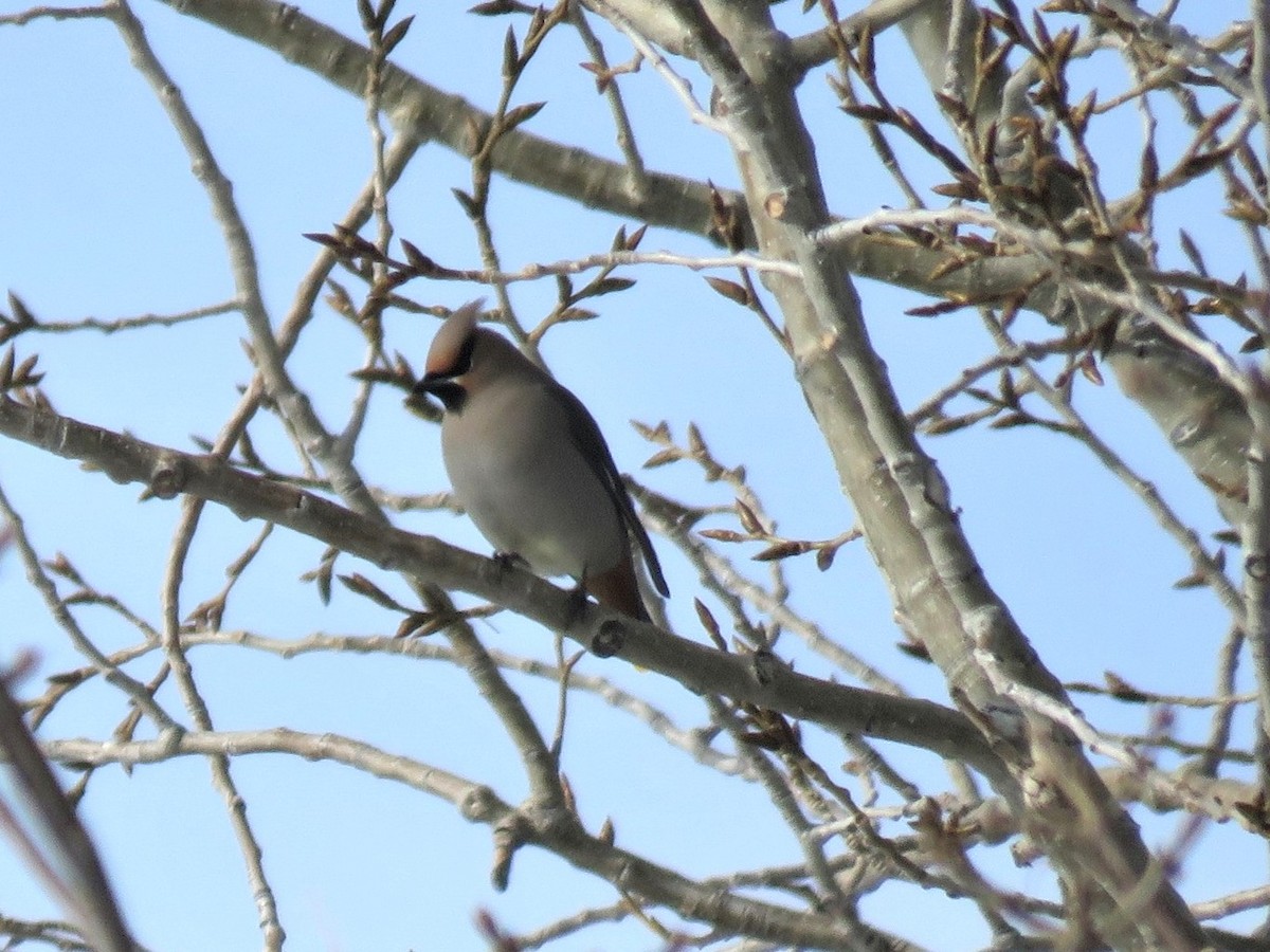 黃連雀 - ML647319048