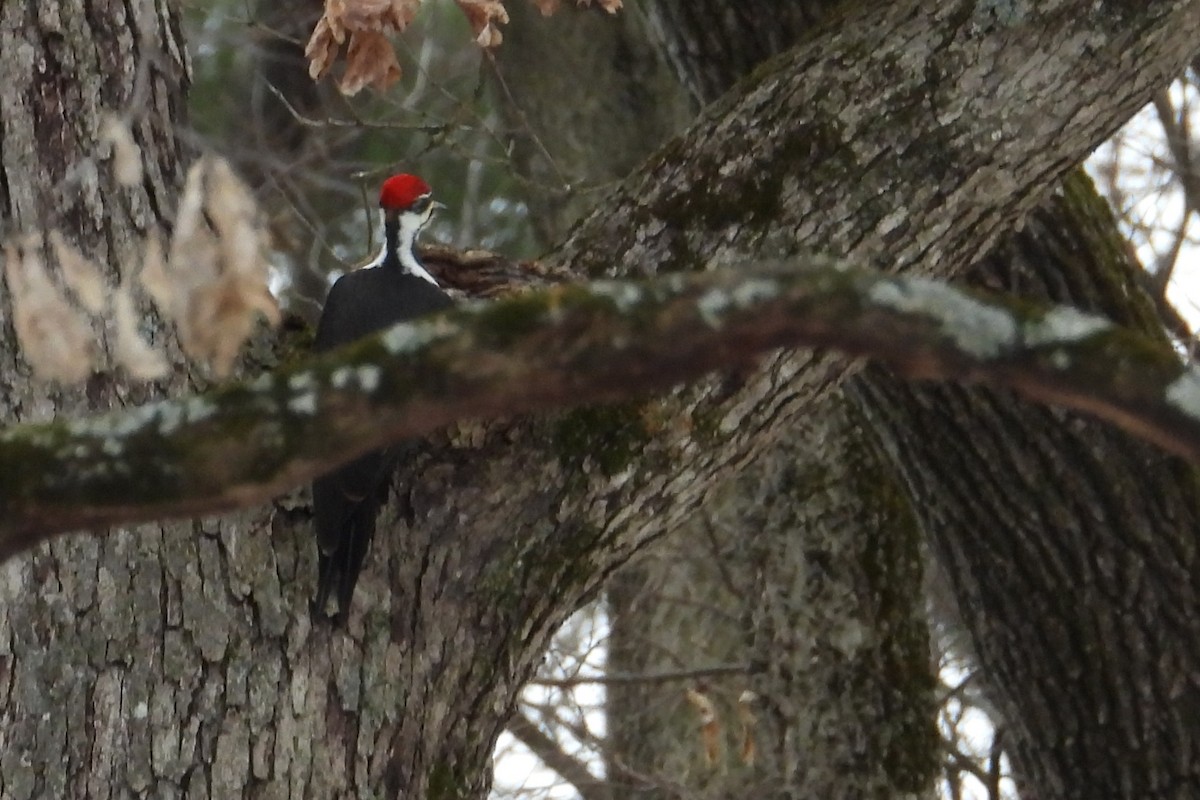 datel chocholatý - ML647319054