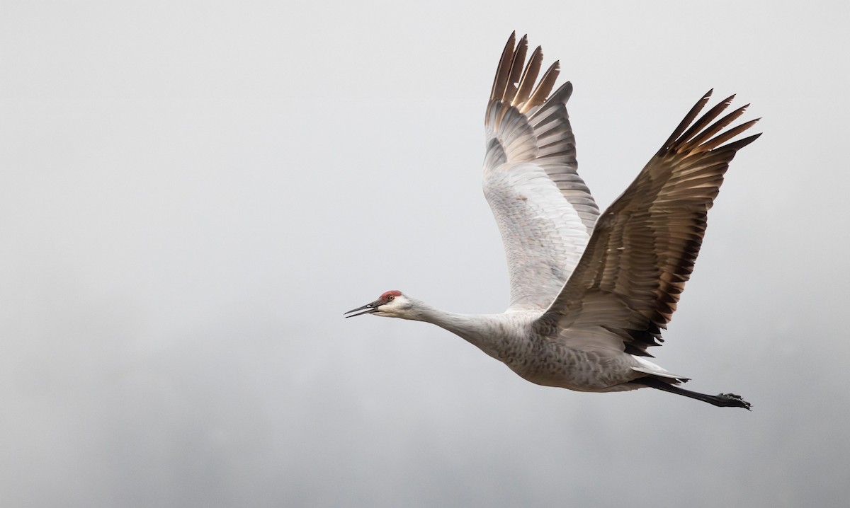 Kanada Turnası - ML647319067