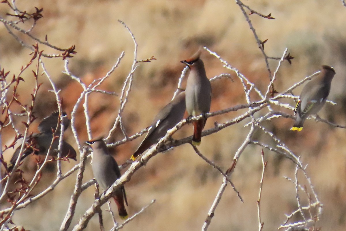 黃連雀 - ML647319071