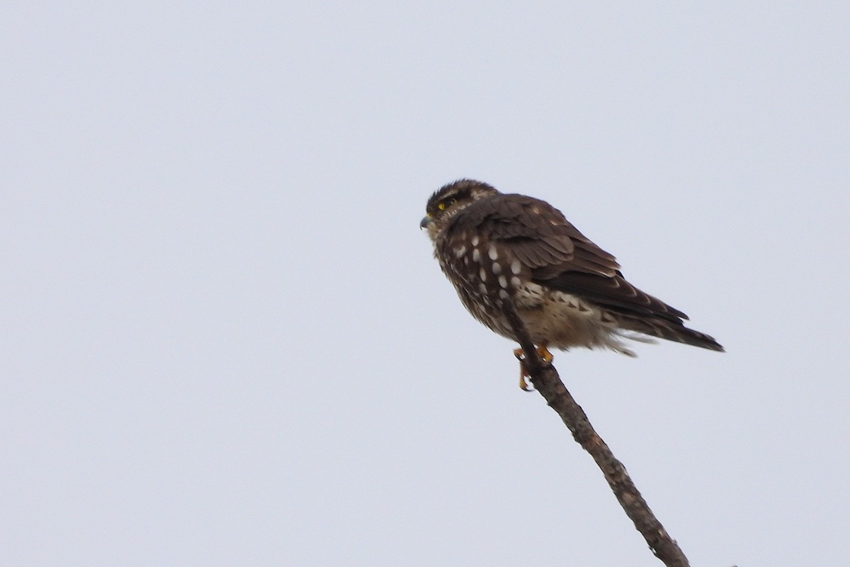 dřemlík tundrový - ML647319077