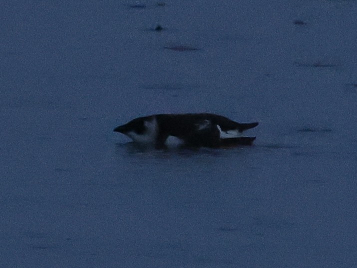 Küçük Alk - ML647319078