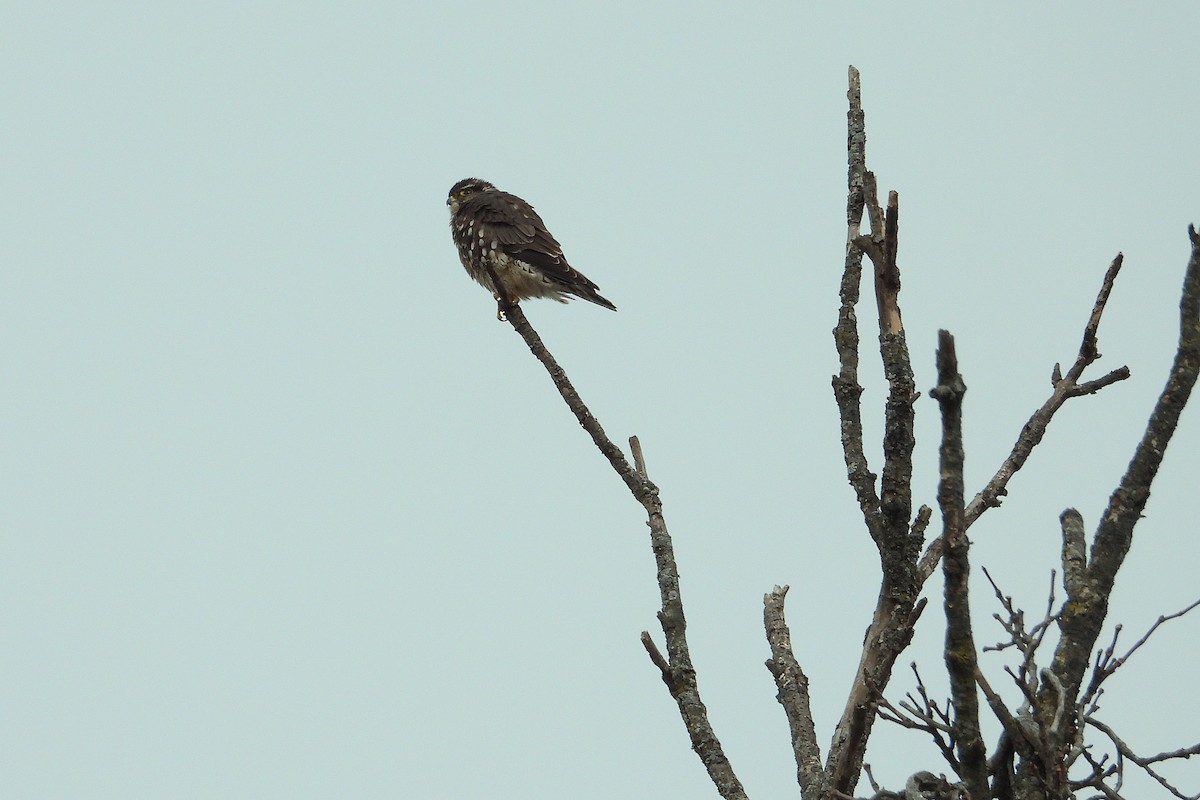 dřemlík tundrový - ML647319089