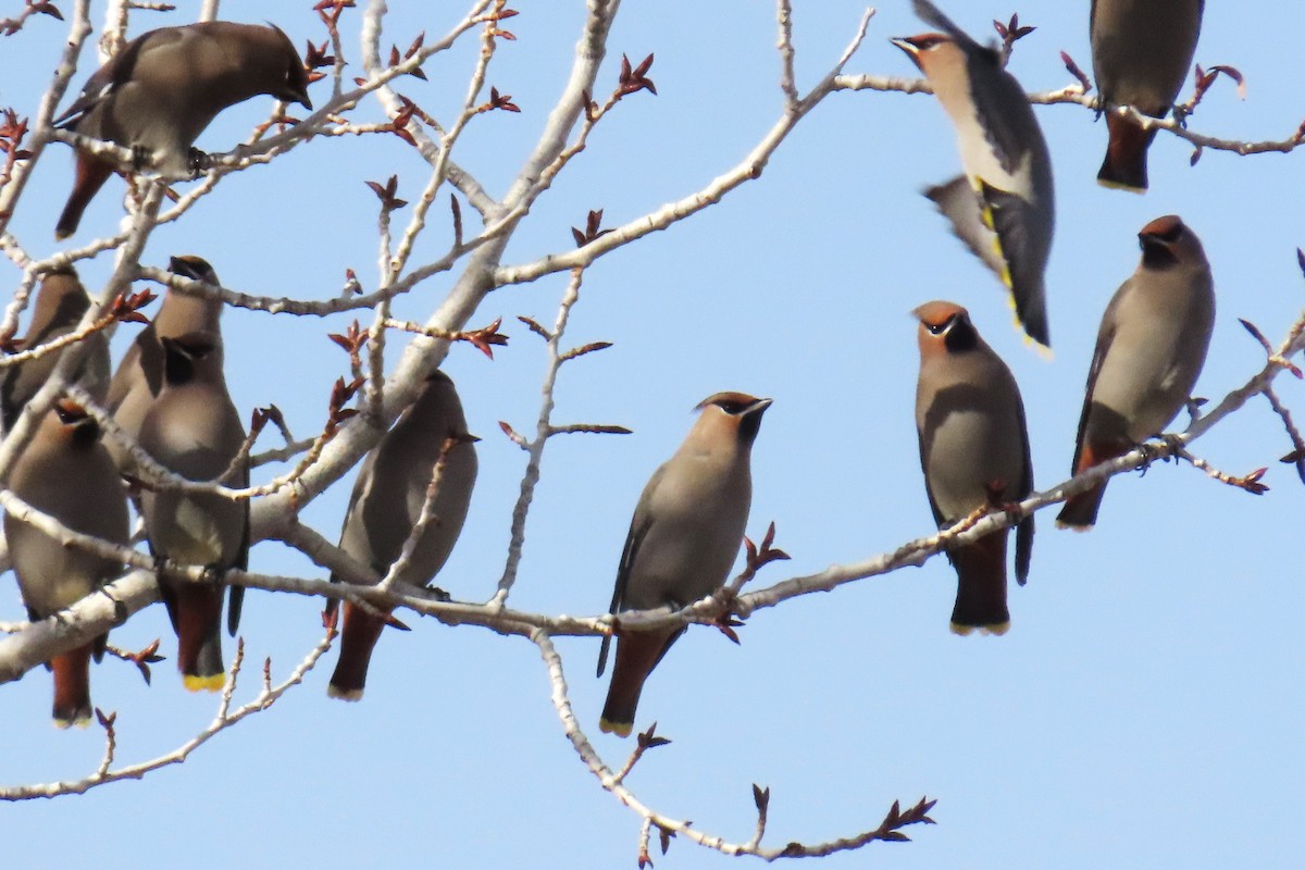 黃連雀 - ML647319105