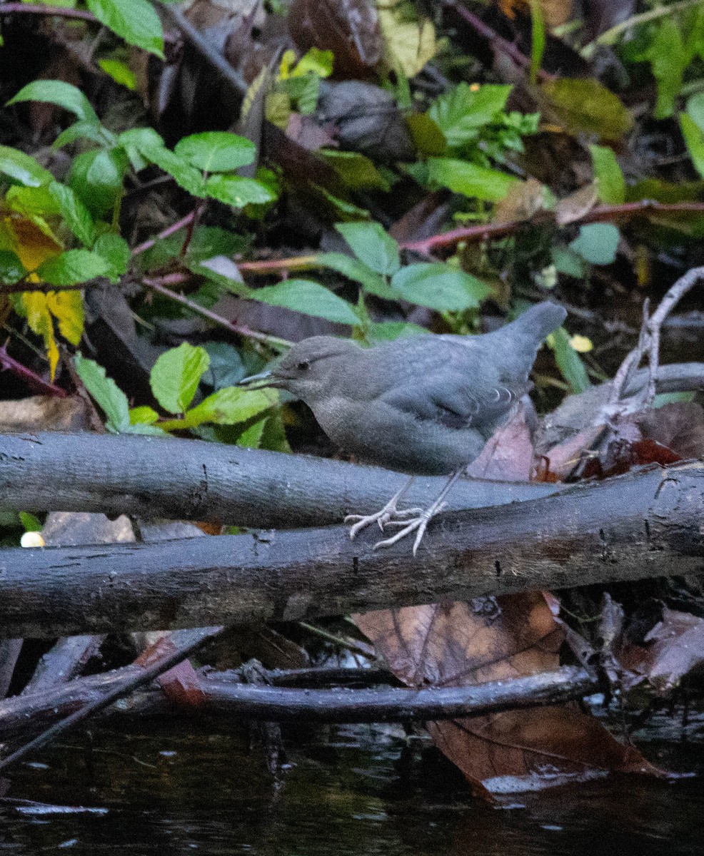 אמודאי אמריקני - ML647319108