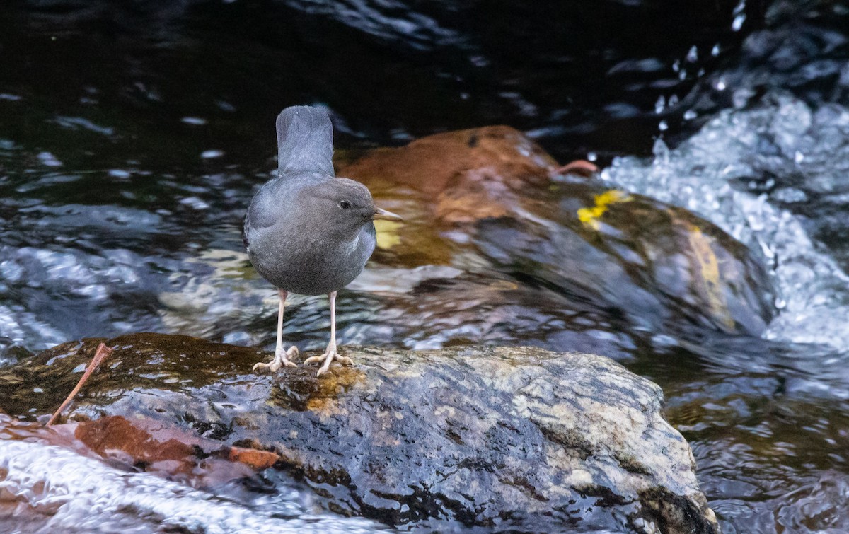 אמודאי אמריקני - ML647319116