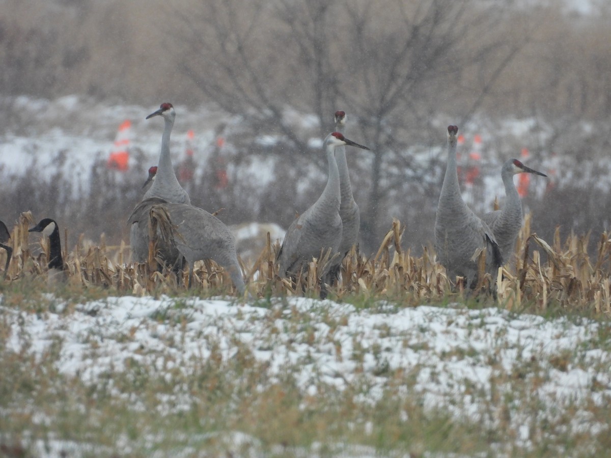 Kanada Turnası - ML647319117