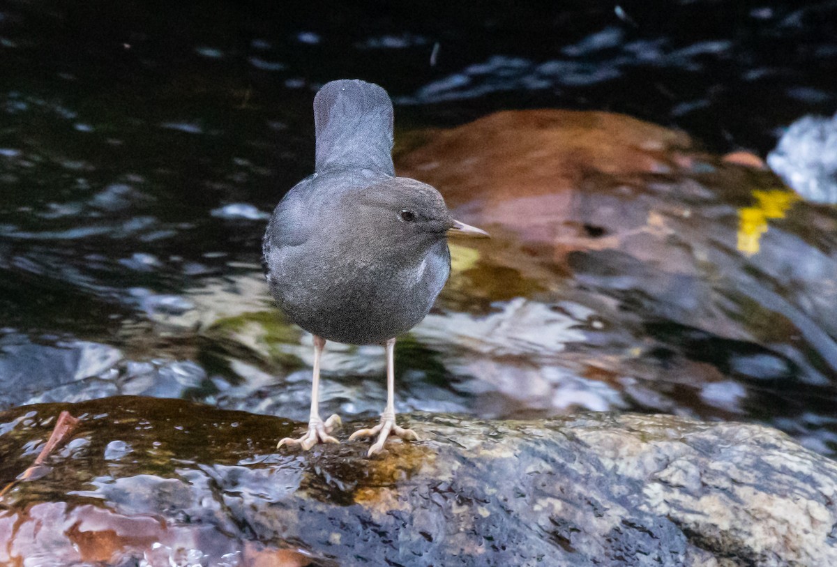 אמודאי אמריקני - ML647319130