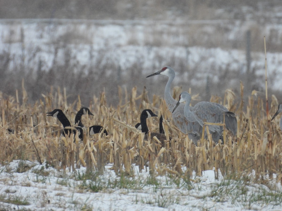 Kanada Turnası - ML647319134
