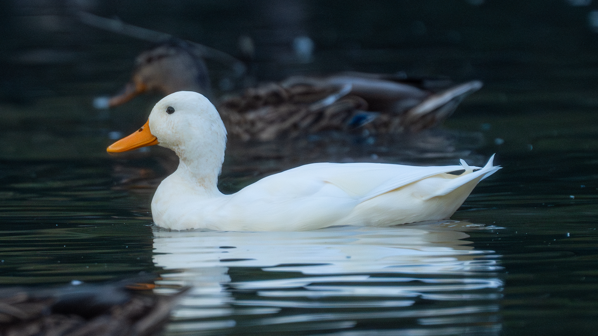 Mallard (Domestic type) - ML647319149