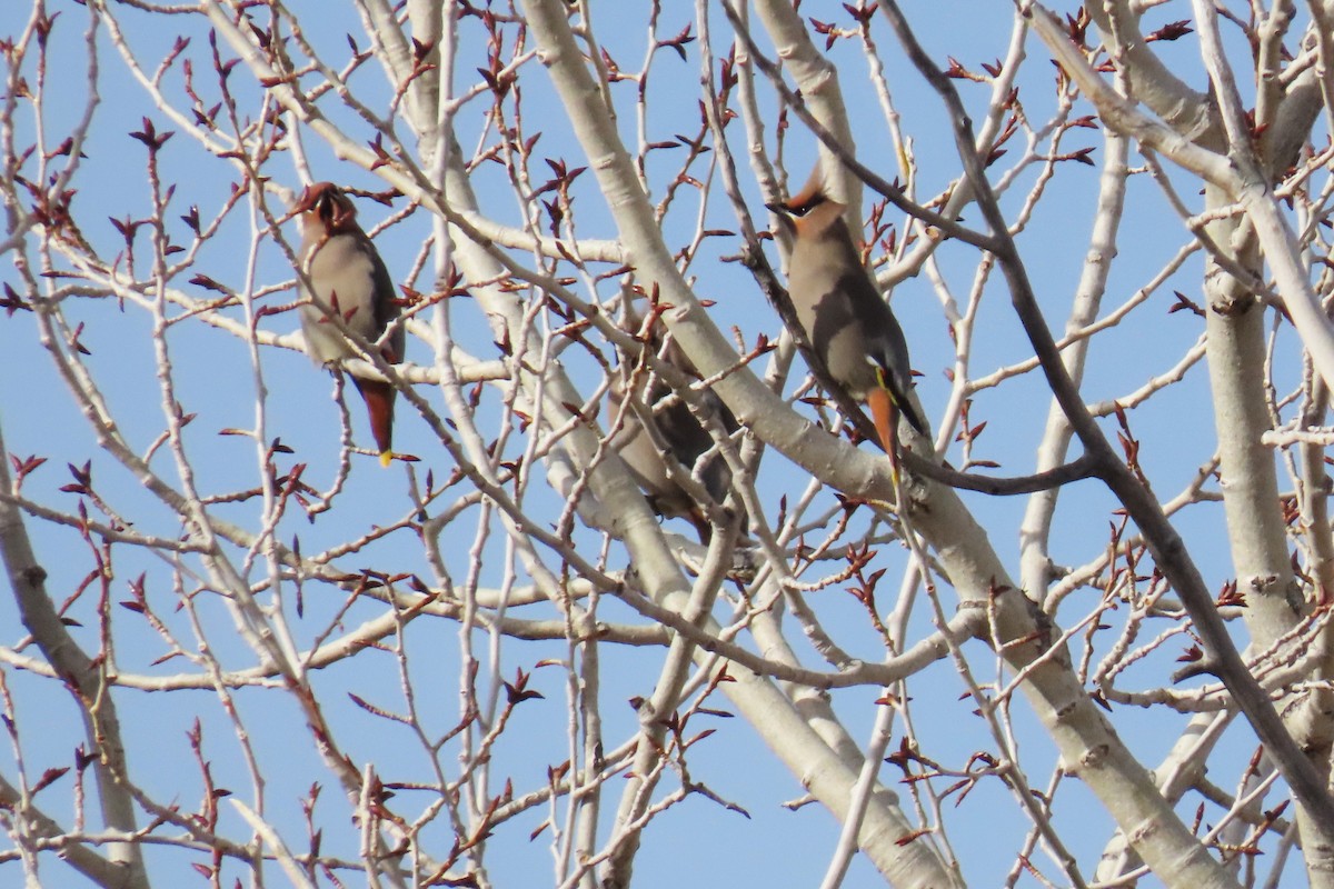 黃連雀 - ML647319152