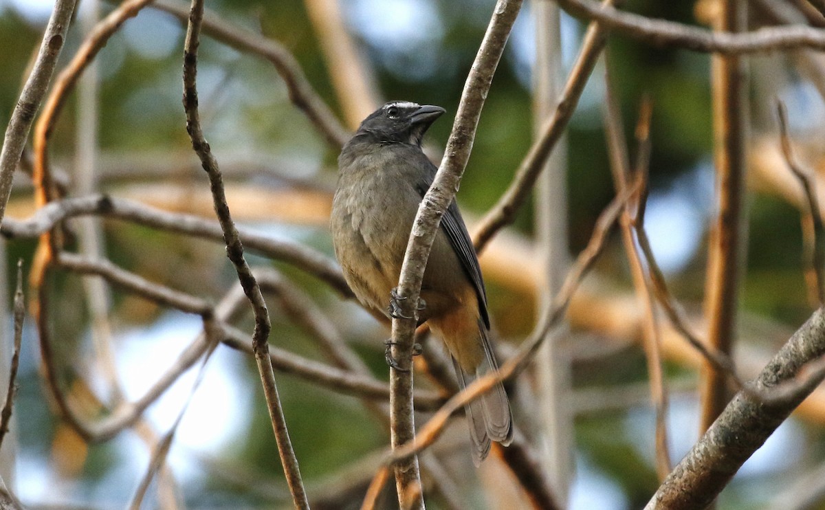 Kuzeyli Kurşuni Saltator - ML647319154