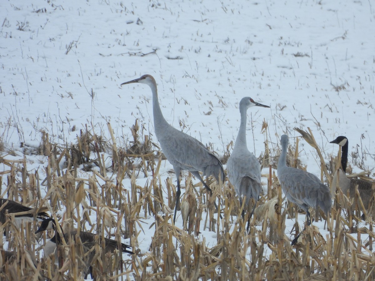 Kanada Turnası - ML647319174