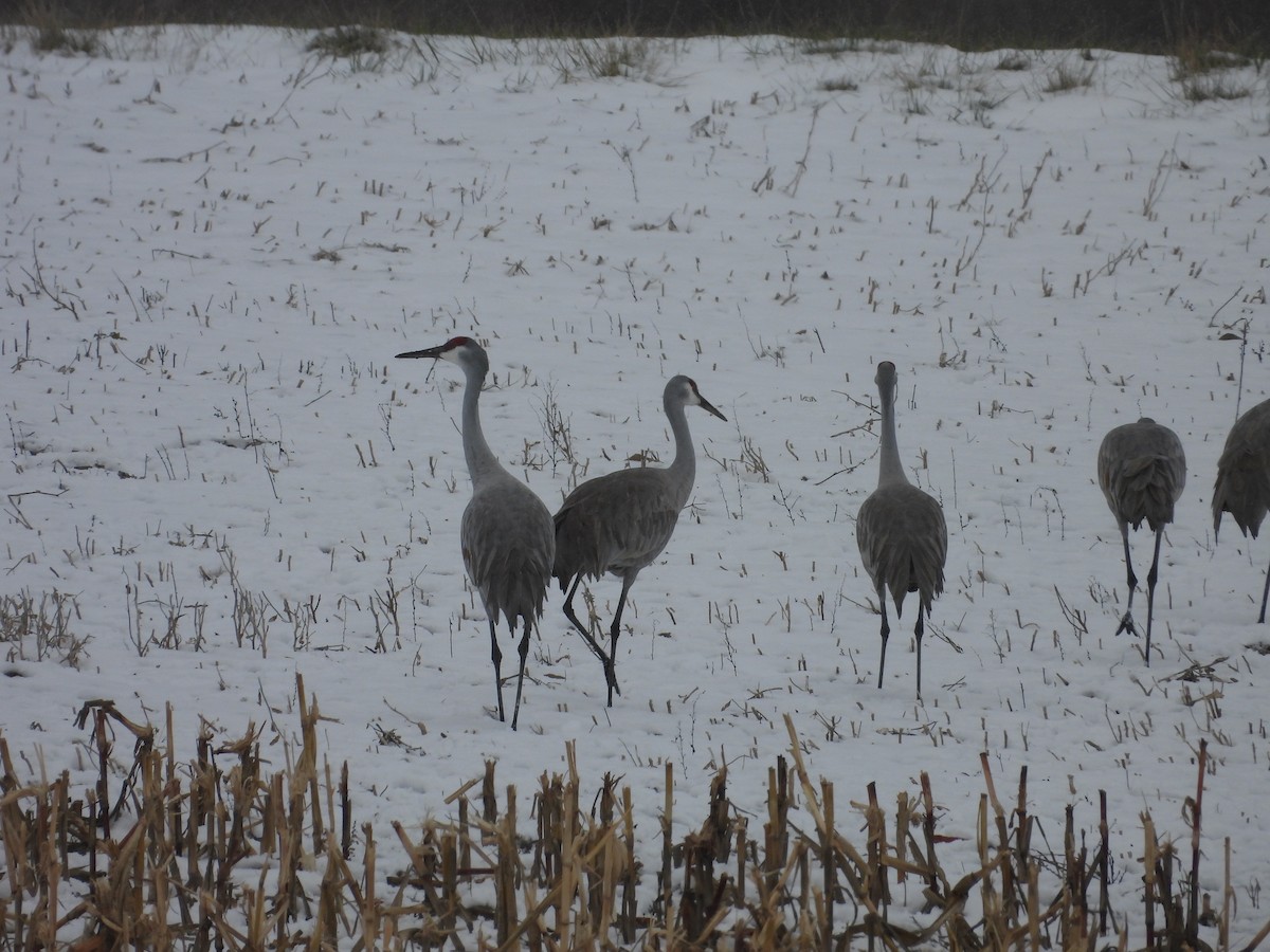 Kanada Turnası - ML647319176