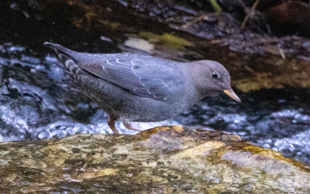 אמודאי אמריקני - ML647319179