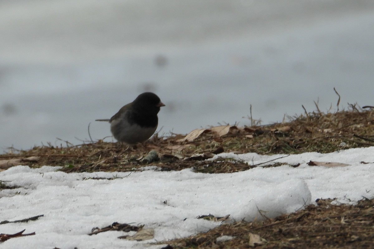 strnadec zimní - ML647319180