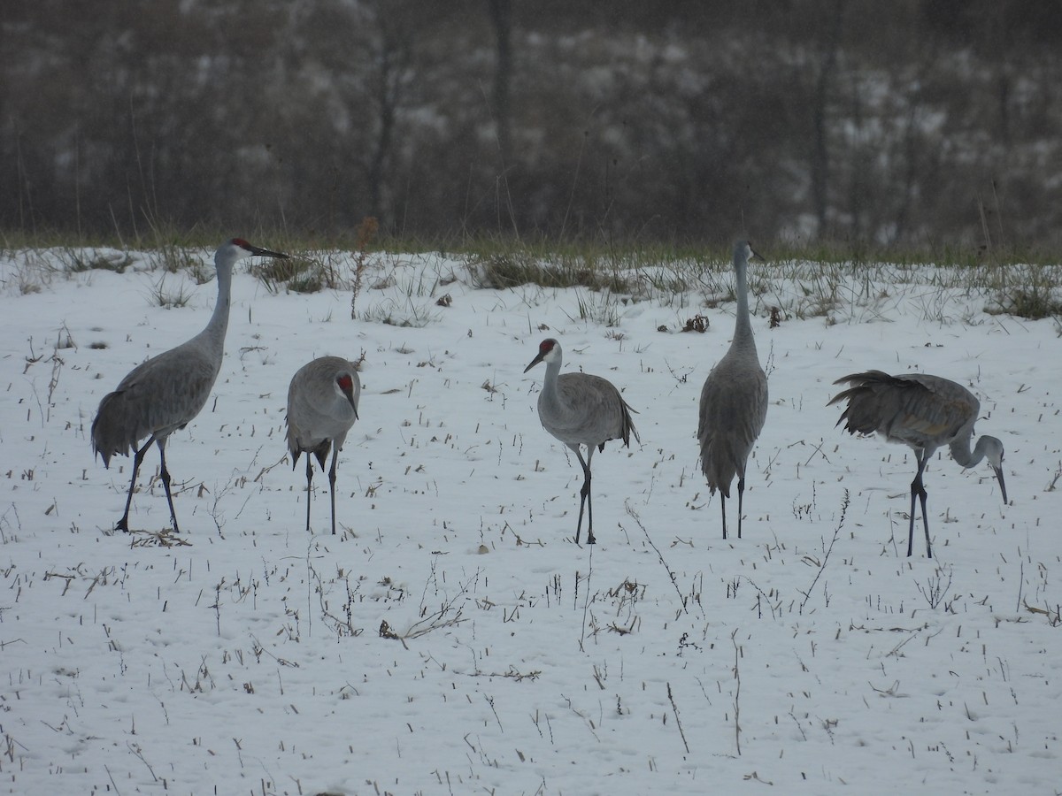 Kanada Turnası - ML647319196