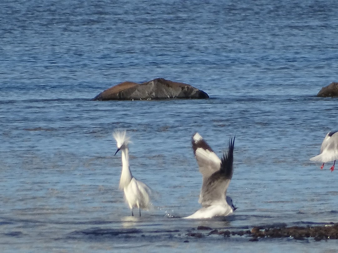 Snowy Egret - ML647319198