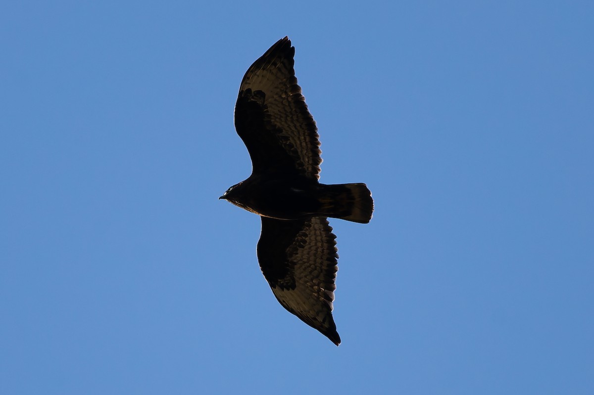 Rough-legged Hawk - ML647319201