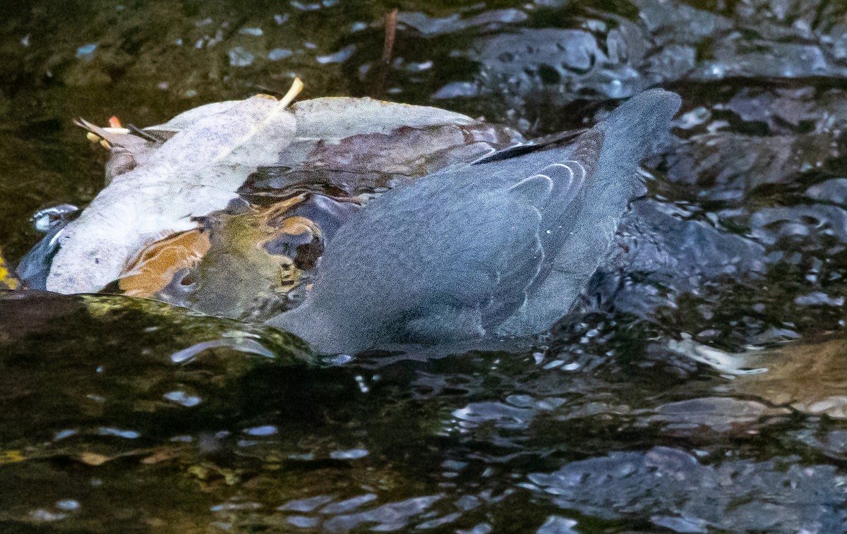 אמודאי אמריקני - ML647319219