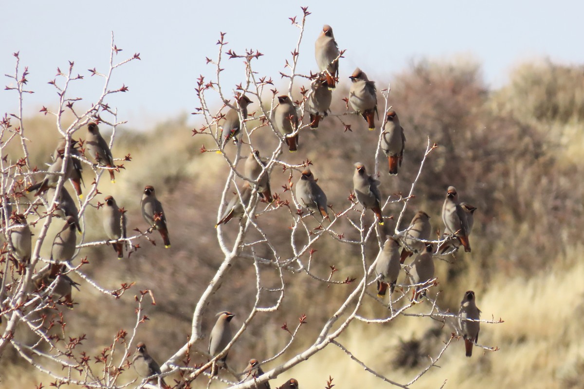 黃連雀 - ML647319223