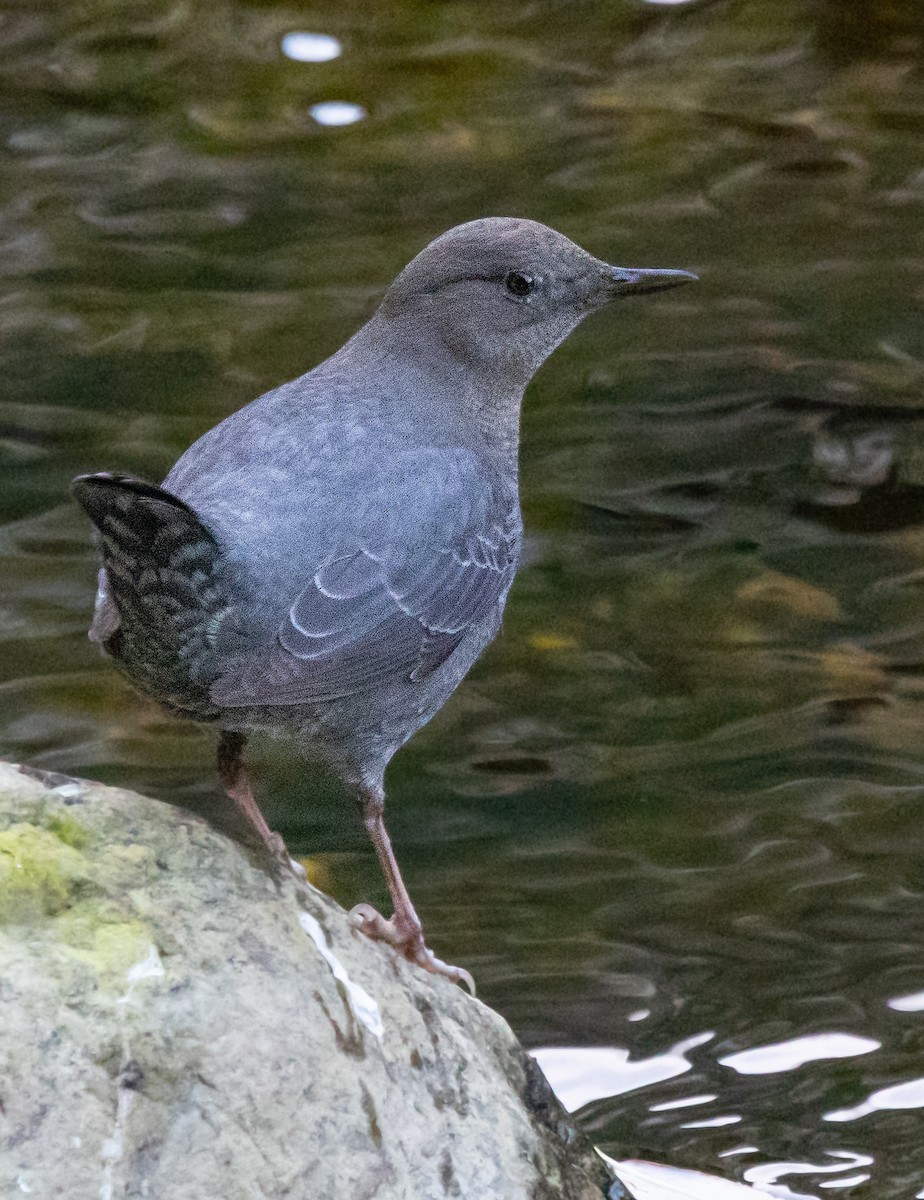 אמודאי אמריקני - ML647319231