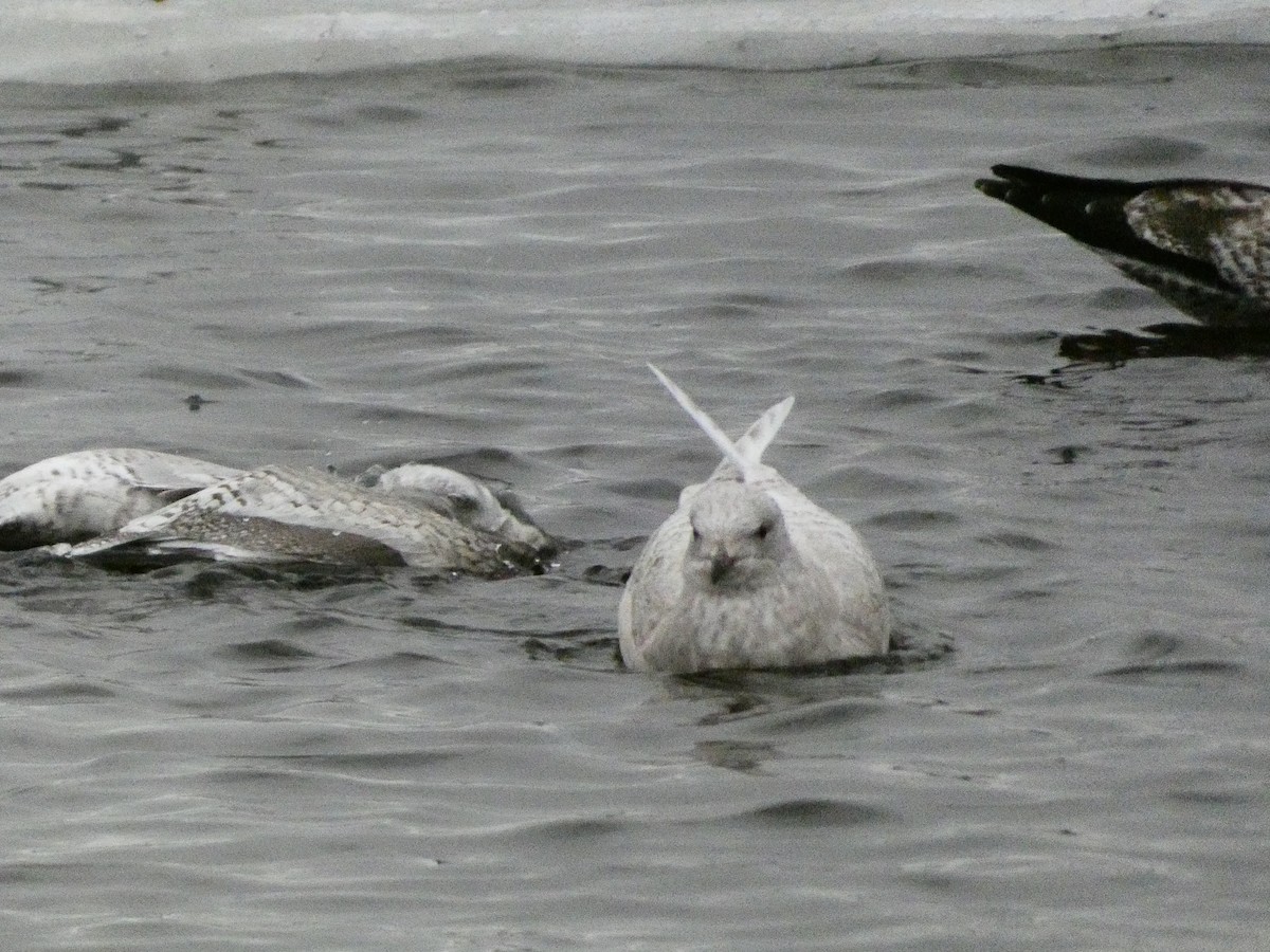 Gaviota Groenlandesa - ML647319248