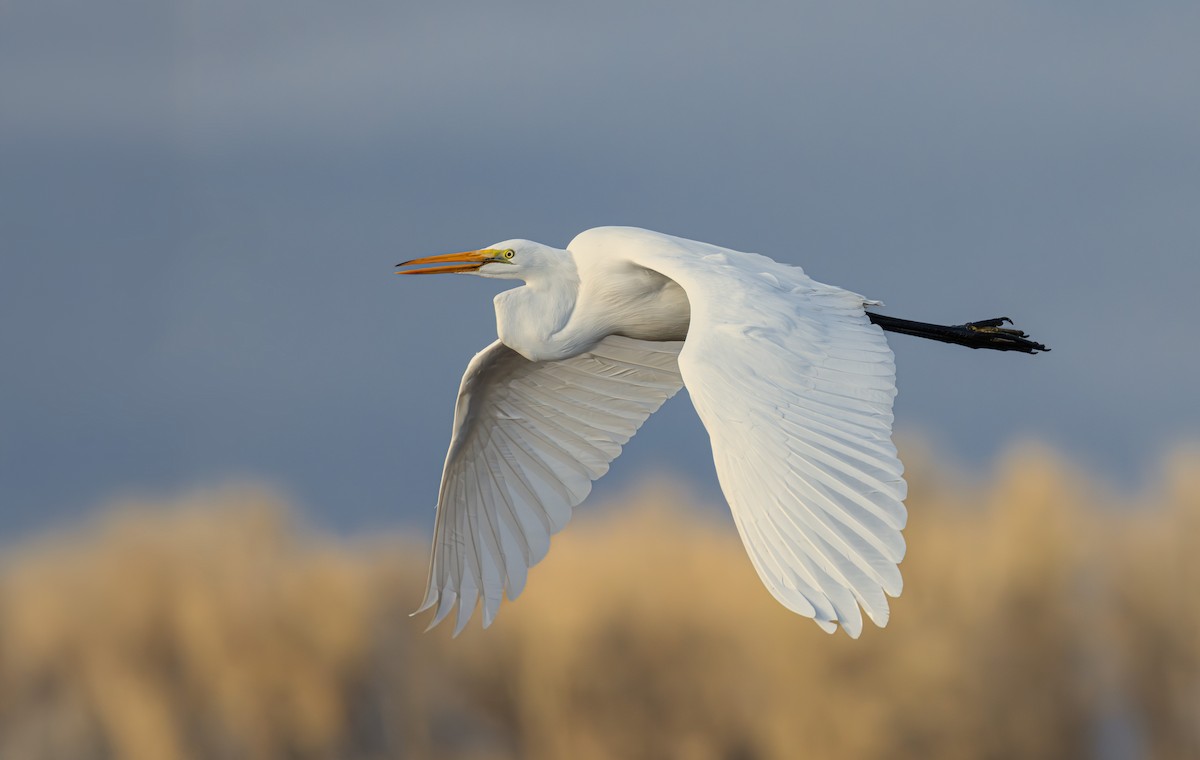 Silberreiher - ML647319249